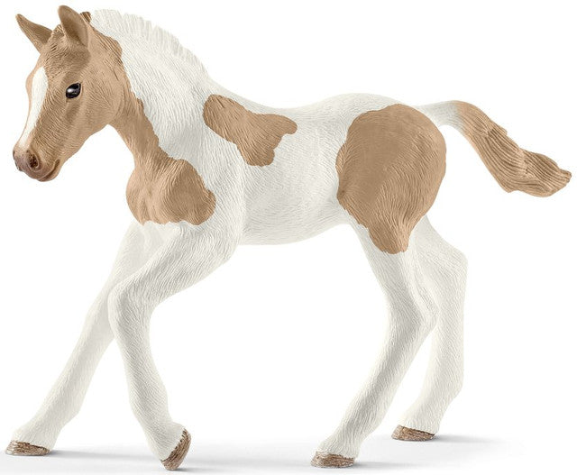 Paint Horse Foal